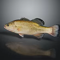 Yellow Brown Bass Fish With Black Fins And Tail On Smooth Surface With Reflection