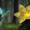 Vibrant Green Hummingbird Hovering Near Bright Yellow Flower In Lush Forest