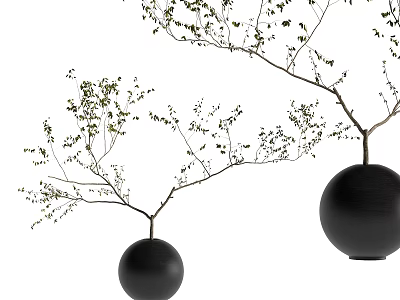 Bonsai Potted Plant In Black Spherical Pots With Slender Branches And Small Green Leaves 3d model