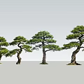 Four Beautifully Shaped Pine Trees With Lush Foliage And Curved Trunks