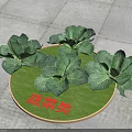 Fresh Green Vegetables Featuring Cabbage With Vibrant Leaves On Circular Lawn
