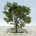 Lush Green Arbor With Thick Trunk On Stone Pavement And Square Flower Bed