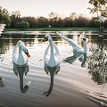 White Swans Swimming On Calm Water With Tree Reflections And Sunset Light