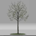 Lush Green Leafy Arbor With Brown Trunk And Grass Base On White Background 3d model