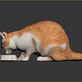 Orange and white cat eating food from a bowl on a black surface in studio setting