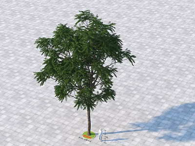 Tall Arbor Featuring Lush Green Foliage And Brown Trunk On Paved Ground With Person Figure 3d model