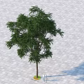 Tall Arbor Featuring Lush Green Foliage And Brown Trunk On Paved Ground With Person Figure