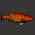 Vibrant Red Fish With Yellow Stripes On Dark Background Showing Reflection
