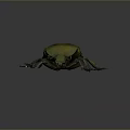 Close Up View Of Green Brown Beetle With Shiny Exoskeleton And Detailed Legs