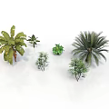 Various Tropical and Small Green Plants Including Palm and Banana Trees