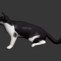 Black and white cat with green eyes in standing pose on dark reflective surface