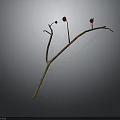 Dry Plant Branch With Thin Twigs And Small Red Fruits On Gray Background