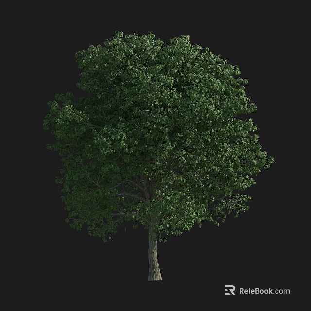 Arbor Tree with Lush Green Foliage and Dense Canopy Isolated on Dark Background 3d model 