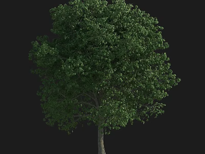 Arbor Tree with Lush Green Foliage and Dense Canopy Isolated on Dark Background 3d model