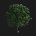 Arbor Tree with Lush Green Foliage and Dense Canopy Isolated on Dark Background