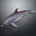 Realistic 3D Rendered Dolphin In Swimming Pose With Open Mouth And Smooth Skin