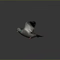 Pigeon With Spread Wings Green Neck And Red Eyes On Dark Background