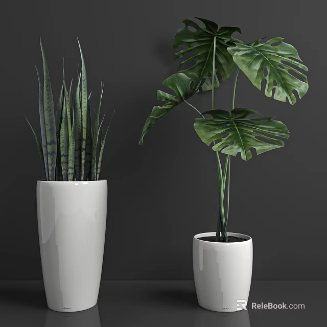Sansevieria and Monstera Potted Plants in White Ceramic Pots on Dark Table 3d model 