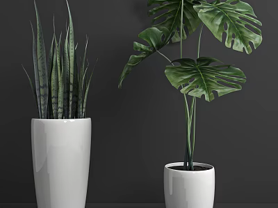 Sansevieria and Monstera Potted Plants in White Ceramic Pots on Dark Table 3d model