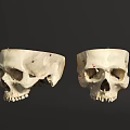 Two Human Skulls Anatomical Display Frontal And Lateral Views With Detailed Bone Features 3d model