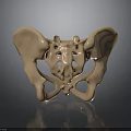 Human Pelvis Anatomical Structure 3D Rendered With Bone Details Medical Model