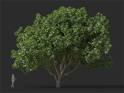 Lush Green Arbor With Thick Trunk And Human Silhouette For Scale 3d model