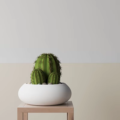 Cactus Bonsai Potted Plant in White Pot for Indoor Tabletop Decoration 3d model