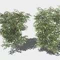 Row of Lush Green Bushes Neatly Arranged With Shadows On Light Background