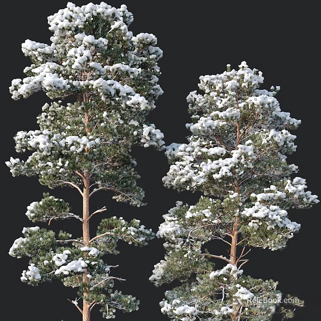 Snow Covered Evergreen Trees With Lush Branches And Winter Foliage 3d model 