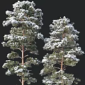 Snow Covered Evergreen Trees With Lush Branches And Winter Foliage 3d model