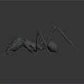 Realistic Detailed 3D Ant Model With Long Legs And Segmented Body