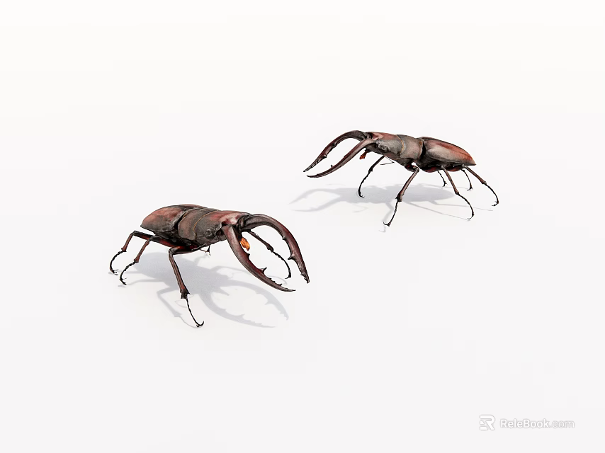Two Stag Beetles With Prominent Mandibles On White Background 3d model