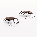 Two Stag Beetles With Prominent Mandibles On White Background 3d model