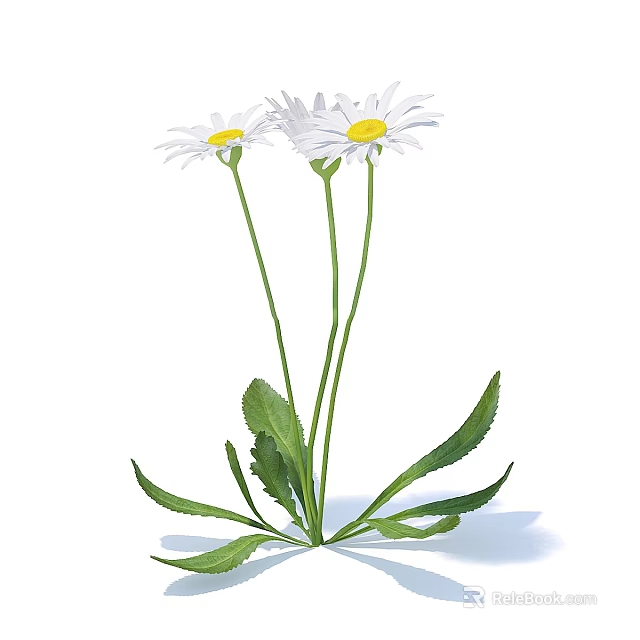 Two White Daisies With Green Stems And Lush Leaves On Clean White Background 3d model 