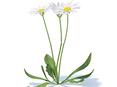 Two White Daisies With Green Stems And Lush Leaves On Clean White Background 3d model