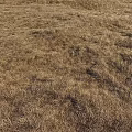 Dry Grass Garden Ornament With Natural Brown Turf And Textured Withered Landscape