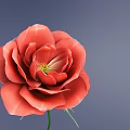 Beautiful Red Rose With Green Stem And Leaves On Dark Blue Background