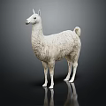 Realistic White Llama Standing On Black Background With Reflection And Details 3d model