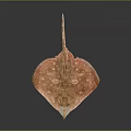 Distinctive Pink Diamond Shaped Ray With White Spots On Its Smooth Body