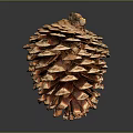 Two Detailed Natural Pine Cones Displaying Brown Texture On Dark Background With Reflection
