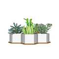 Variety of Green Succulent Plants in White Hexagonal Planters with Wooden Base