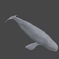 Realistic White Whale 3D Model With Smooth Surface On Black Background