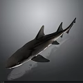 Realistic Detailed Brown Spotted Shark with Fins and Tail on Gray Background