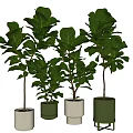 Lush Bonsai Potted Plants With Various Colored Pots And Lush Green Leaves