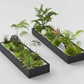Garden Landscape Design in Rectangular Black Planters with Various Green Plants Stones and Fresh Ferns