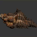 Aquatic Animal Conch Featuring Orange And Brown Spiral Shell With Detailed Texture Against Dark Background