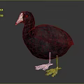 White bone top fool black duck kut bone top chicken bird game animal 3d model