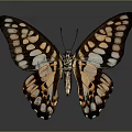 Colorful Butterfly With Spread Wings And Orange White Black Pattern On Dark Background