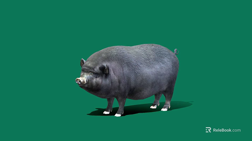 Large Black Pig with White Hooves Standing on Green Background 3d model 