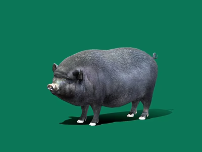 Large Black Pig with White Hooves Standing on Green Background 3d model